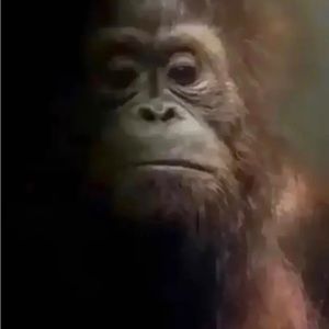 Meet your Posher, Leland